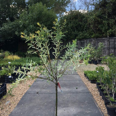salix-flamingo-standard-80cm-
