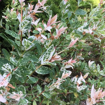 Salix Hakuro Nishiki Flamingo Bush in 9cm Pot - Amazing Foliage Colour - 3