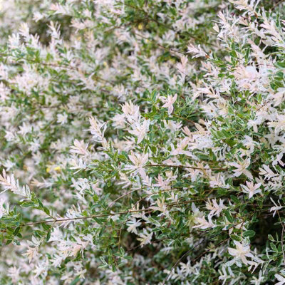 Salix Hakuro Nishiki Flamingo Bush in 9cm Pot - Amazing Foliage Colour - 4