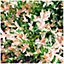 Salix integra Hakuro-Nishiki / Flamingo Willow in 2L Pot,Stunning Spring Foliage