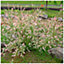 Salix integra Hakuro-Nishiki / Flamingo Willow in 2L Pot,Stunning Spring Foliage