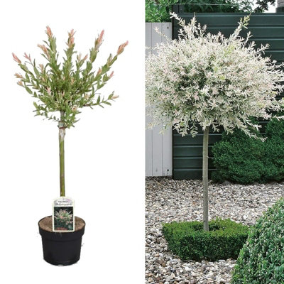 Salix Integra 'Hakuro Nishiki' Tree 60cm in Height - Ornamental Flamingo Willow Tree in 19cm Pot