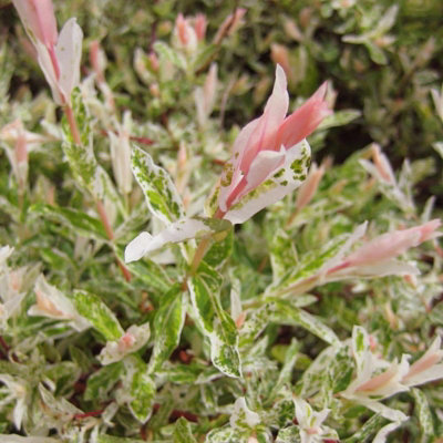 Salix Integra 'Hakuro Nishiki' Tree 60cm in Height - Ornamental Flamingo Willow Tree in 19cm Pot