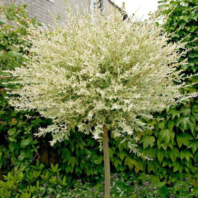 Salix Integra 'Hakuro Nishiki' Tree 60cm in Height - Ornamental Flamingo Willow Tree in 19cm Pot - 3