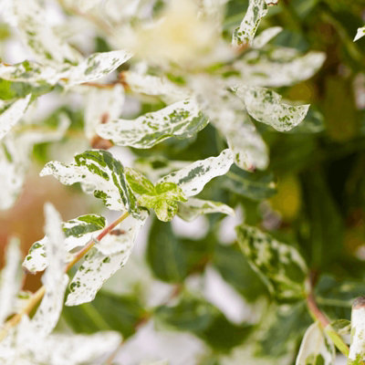 Salix Integra 'Hakuro Nishiki' Tree 60cm in Height - Ornamental Flamingo Willow Tree in 19cm Pot - 4