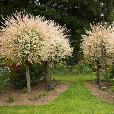 Salix Integra 'Hakuro Nishiki' Tree 60cm in Height - Ornamental Flamingo Willow Tree in 19cm Pot - 5