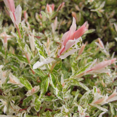 Salix Integra 'Hakuro Nishiki' Tree 60cm in Height - Ornamental Flamingo Willow - 3