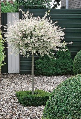 Salix Integra 'Hakuro Nishiki' Tree 60cm in Height - Ornamental Flamingo Willow - 4