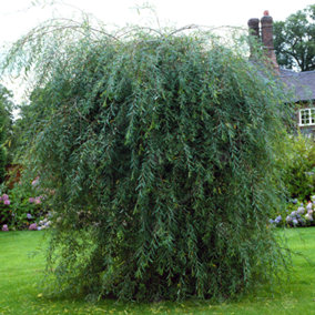 Salix purpurea Pendula Tree - Weeping Willow, Ornamental, Hardy (5-6ft)