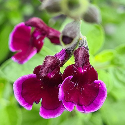 Salvia Blackberry ripple 3 Plug perennial plants