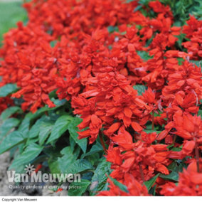 Salvia Blaze of Fire 15 Garden Ready Plants