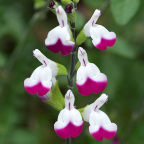 Salvia 'Cherry Lips' Plant - Hardy Perennial in 9cm Pot - Summer Flowering