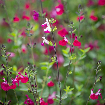 Salvia 'Cherry Lips' Plant - Hardy Perennial in 9cm Pot - Summer Flowering - 3