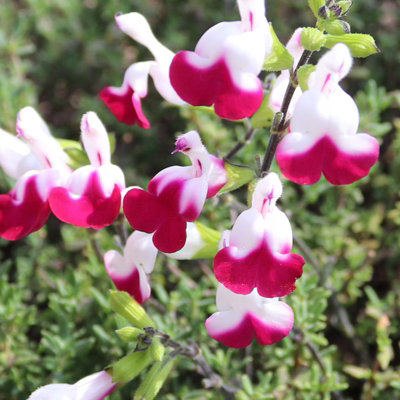 Salvia 'Cherry Lips' Plant - Hardy Perennial in 9cm Pot - Summer Flowering - 4