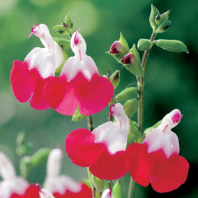 Salvia Greggii Hotlips 3 Litre Potted Plant x 1