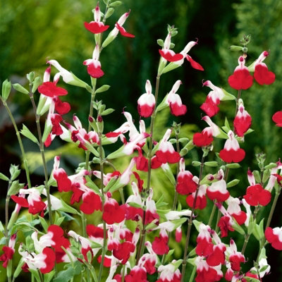 Salvia 'Hot Lips' Plant - Hardy Perennial in 9cm Pot - Summer Flowering