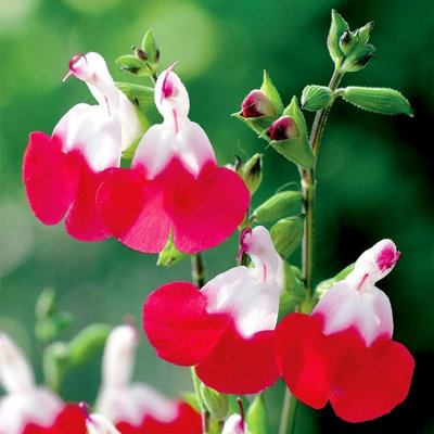 Salvia 'Hot Lips' Plant - Hardy Perennial in 9cm Pot - Summer Flowering