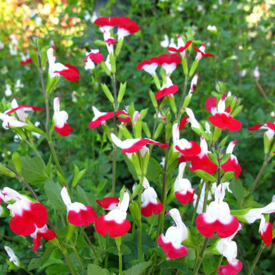 Salvia 'Hot Lips' Plant - Hardy Perennial in 9cm Pot - Summer Flowering - 3
