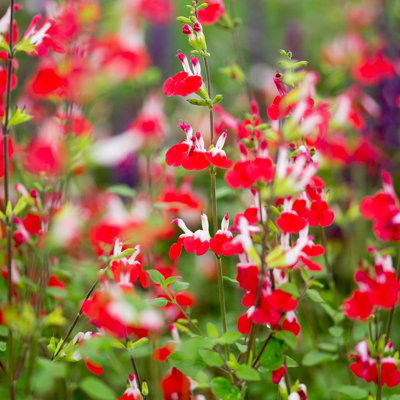 Salvia 'Hot Lips' Plant - Hardy Perennial in 9cm Pot - Summer Flowering - 4