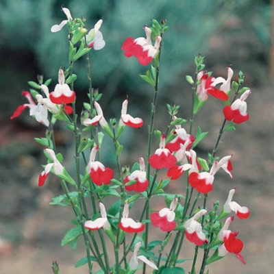 Salvia 'Lips Collection' 3 x 9cm Potted Plants Drought Tolerant Herbaceous Perennial Plant for Gardens