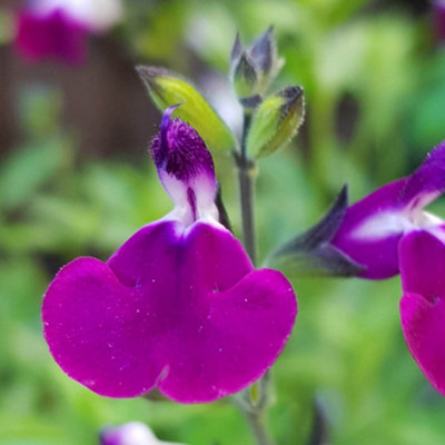 Salvia 'Lips Collection' 3 x 9cm Potted Plants Drought Tolerant Herbaceous Perennial Plant for Gardens - 3