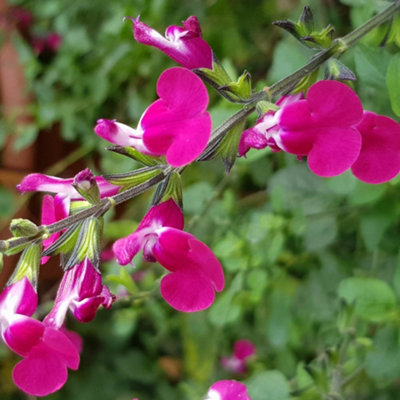 Salvia 'Lips Collection' 3 x 9cm Potted Plants Drought Tolerant Herbaceous Perennial Plant for Gardens - 4