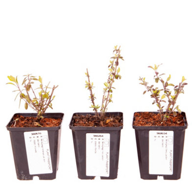 Salvia 'Lips Collection' 3 x 9cm Potted Plants Drought Tolerant Herbaceous Perennial Plant for Gardens - 7