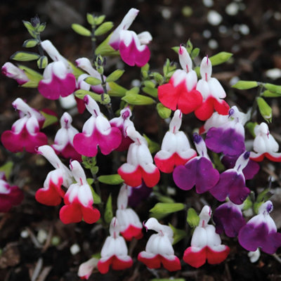 Salvia Microphylla Lips Collection 30mm Plug x 3 Contains Hot Lips, Cherry Lips + Amethyst Lips