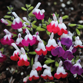 Salvia Microphylla Lips Collection Posti Plug x 3 Contains Hot Lips, Cherry Lips + Amethyst Lips