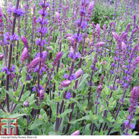 Salvia Nemorosa Caradonna 2 Litre Potted Plant x 1