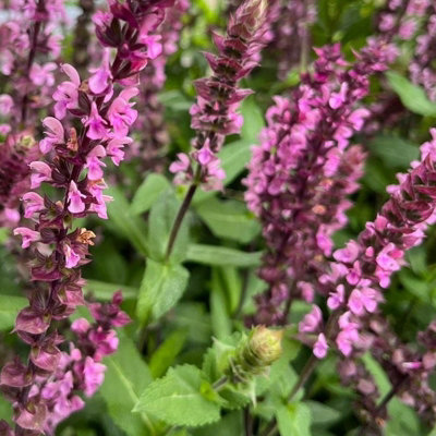 Salvia Pink Inspiration - Full Hardy Perennial in 9cm Pot - Summer Flowering