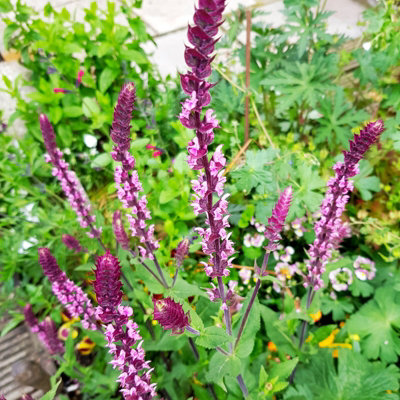Salvia Pink Inspiration - Full Hardy Perennial in 9cm Pot - Summer Flowering - 3