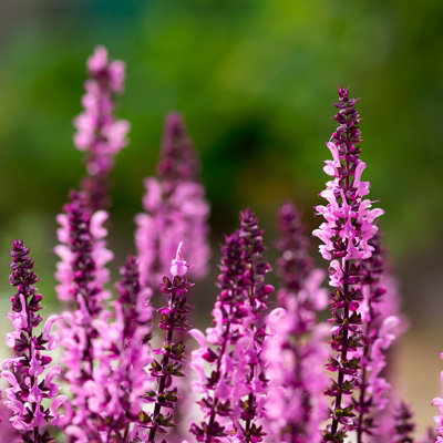 Salvia Pink Inspiration - Full Hardy Perennial in 9cm Pot - Summer Flowering - 4