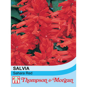 Salvia Sahara Red 1 Seed Packet (40 Seeds)