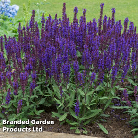 Salvia Salvatore Deep Blue 48 Plug Plants