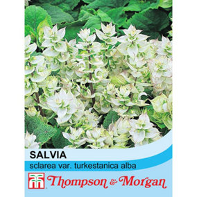 Salvia Sclarea Var. Turkestanica Alba 1 Packet (20 Seeds)