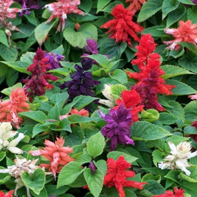 Salvia Vista Mixed Colourful Flowering Bedding Garden Plants for Sale - 6 Pack