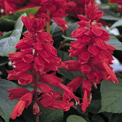 Salvia Vista Red Colourful Flowering Bedding Garden Plants for Sale - 6 Pack