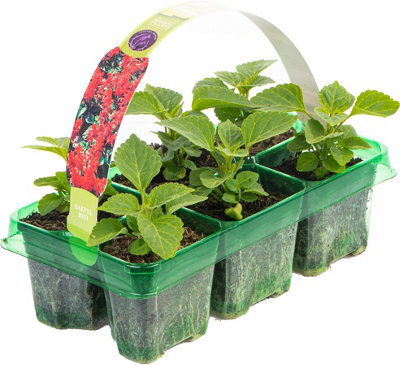Salvia Vista Red Colourful Flowering Bedding Garden Plants for Sale - 6 Pack