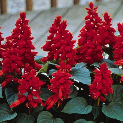 Salvia Vista Red Colourful Flowering Bedding Garden Plants for Sale - 6 Pack - 3