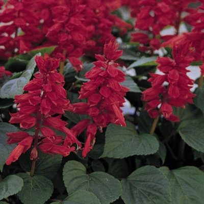 Salvia Vista Red Colourful Flowering Bedding Garden Plants for Sale - 6 Pack - 4