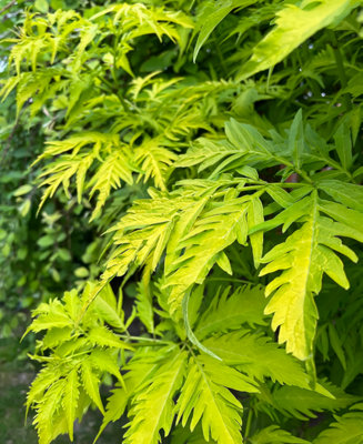 Sambucas racemosa Sutherland Gold - Golden Elder - Great Autumn Colour - Supplied in a 9cm pot