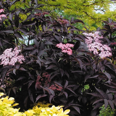 Sambucus Black Beauty Garden Plant - Dark Purple Foliage, Pink