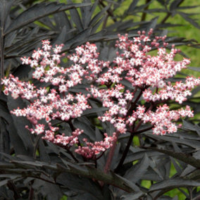 Sambucus Black Tower Garden Plant - Striking Black Foliage, Compact Size (10-30cm Height Including Pot)