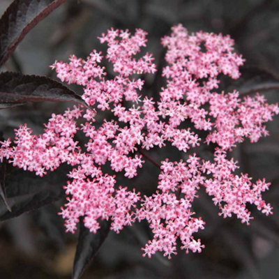 Sambucus nigra Black Lace 9cm Potted Plant x 1
