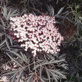 Sambucus nigra 'Black Lace' plant in 2L pot