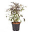 Sambucus nigra 'Black Lace' plant in 2L pot