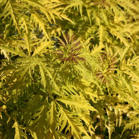 Sambucus Sutherland Gold - Golden Foliage, Low Maintenance Elder Plant, Hardy (20-30cm Height Including Pot)