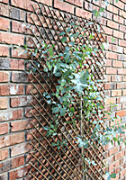 Samuel Alexander Expanding Willow Panel 180cm x 60cm Garden Flower Rose Trellis Support