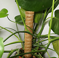 Samuel Alexander Garden Coco Fibre 2PCS 40cm Plant Support Pole Stick Totem with Green Ties and Strap